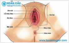 Bướm phụ nữ: Cấu tạo và cách chăm sóc