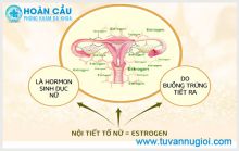 Nội tiết tố nữ Estrogen: Vai trò và Biểu hiện sụt giảm