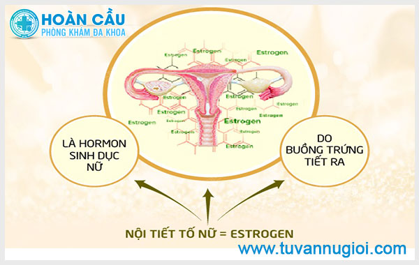 Nội tiết tố nữ Estrogen: Vai trò và Biểu hiện sụt giảm